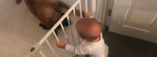 Este bebé se divierte mientras ve jugar a sus perros