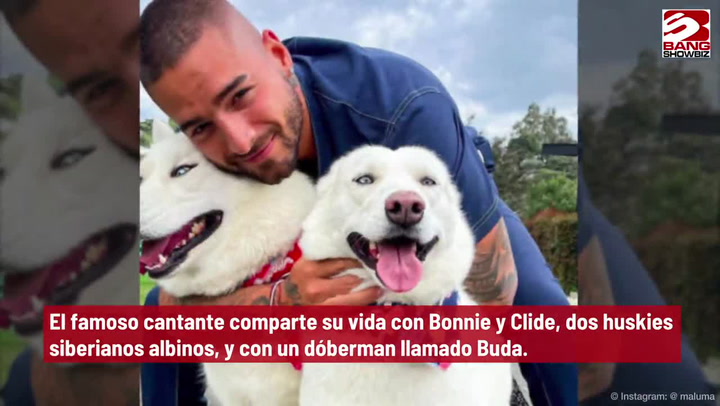 Maluma fue mordido por su perro, así le quedó el rostro: