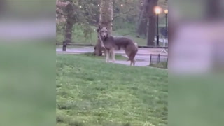 Large coyote spotted strolling through New York’s Central Park