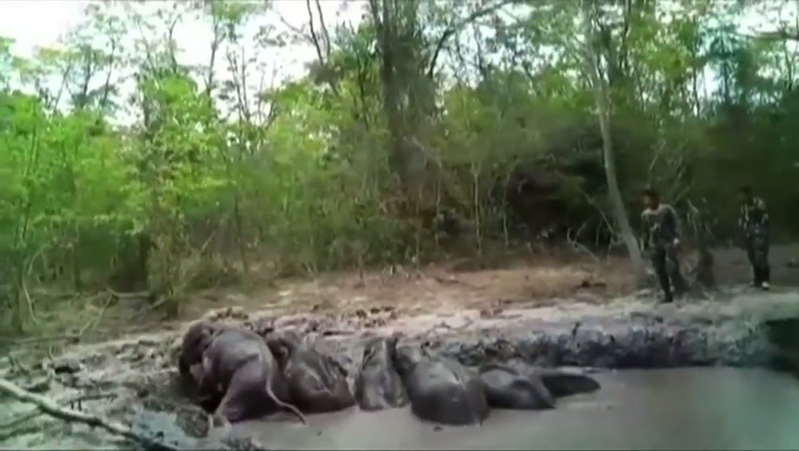 El emotivo rescate de seis elefantes bebés en un parque nacional de Tailandia - Fuente: YouTube