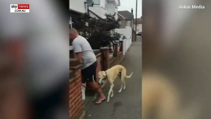 El perro que renguea para imitar a su dueño  Crédito: YouTube Sky News Australia