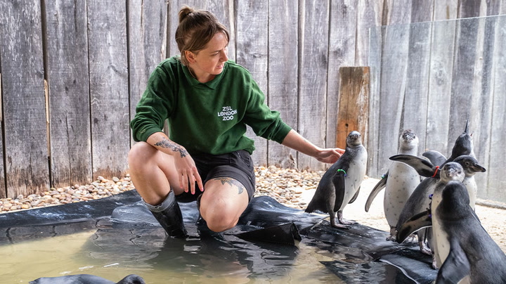 Humboldt penguin chicks take to the water for the first time at London Zoo