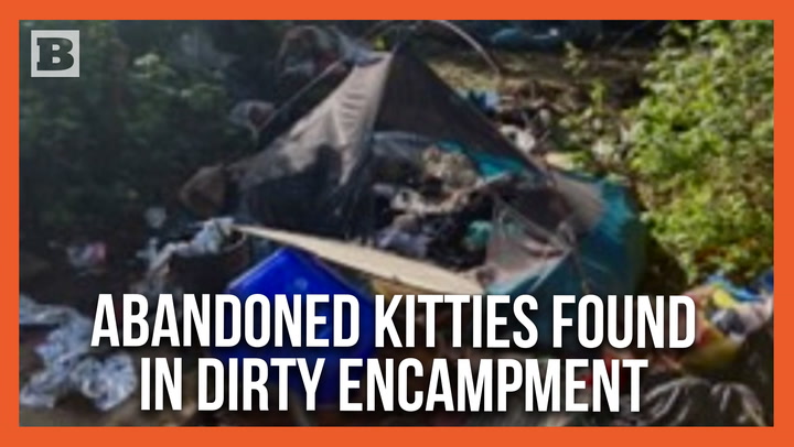 Washington State: Feral Kittens Found While Clearing 10 Tons of Waste from Homeless Camps