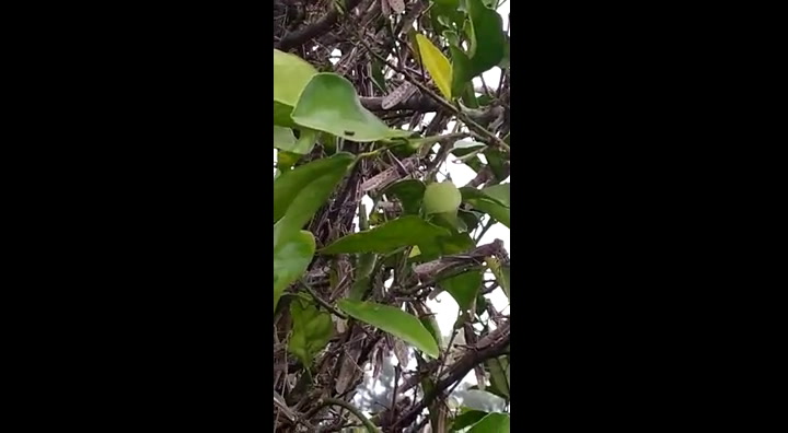 Las langostas atacaron una planta de naranjas en Federación, al norte de Entre Ríos