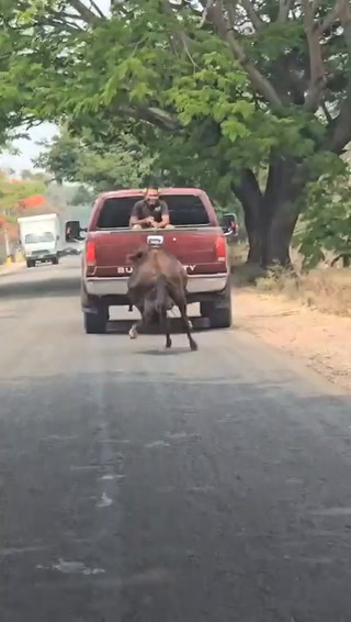 Hombre arrastra a caballo desde carro en marcha