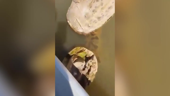 Anaconda leaps out of water and bites tour guide in Brazil.mp4