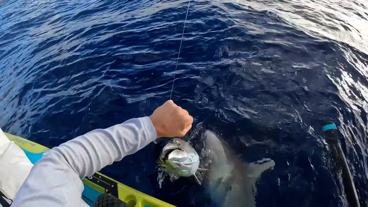Shark bites fisherman's 45lb tuna in half as he reels catch into kayak