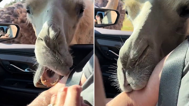 Camel barges through car window at safari park and bites grandmother's arm