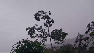 Vientos huracanados y fuerte lluvia azota varias zonas de la capital de Honduras