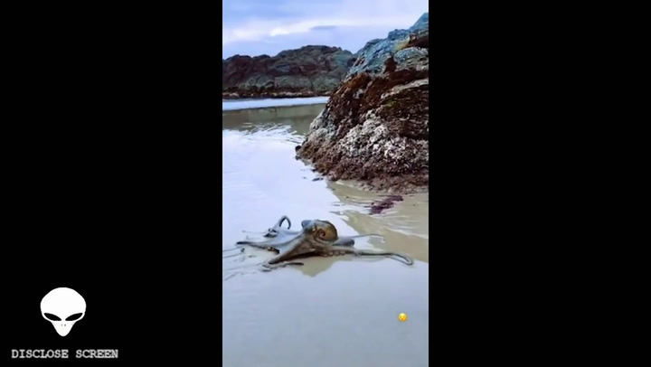 Extraño avistaje de un enorme pulpo en las costas de Australia - Fuente: Disclose Screen The Grimree