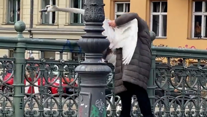 ‘Fearless’ elderly woman chucks huge stranded swan over bridge