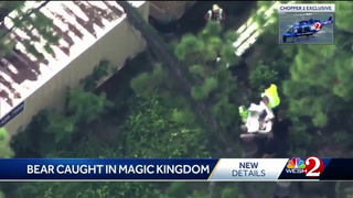 Disney World: tuvieron que cerrar Magic Kingdom por una osa que merodeaba por el parque
