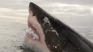Great white shark flashes huge jaws in thrilling close-up footage