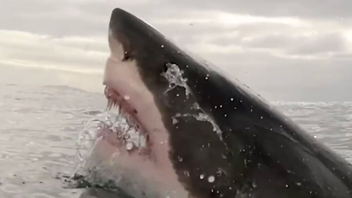 Great white shark dubbed 'Big Girl' flashes huge jaws in thrilling footage