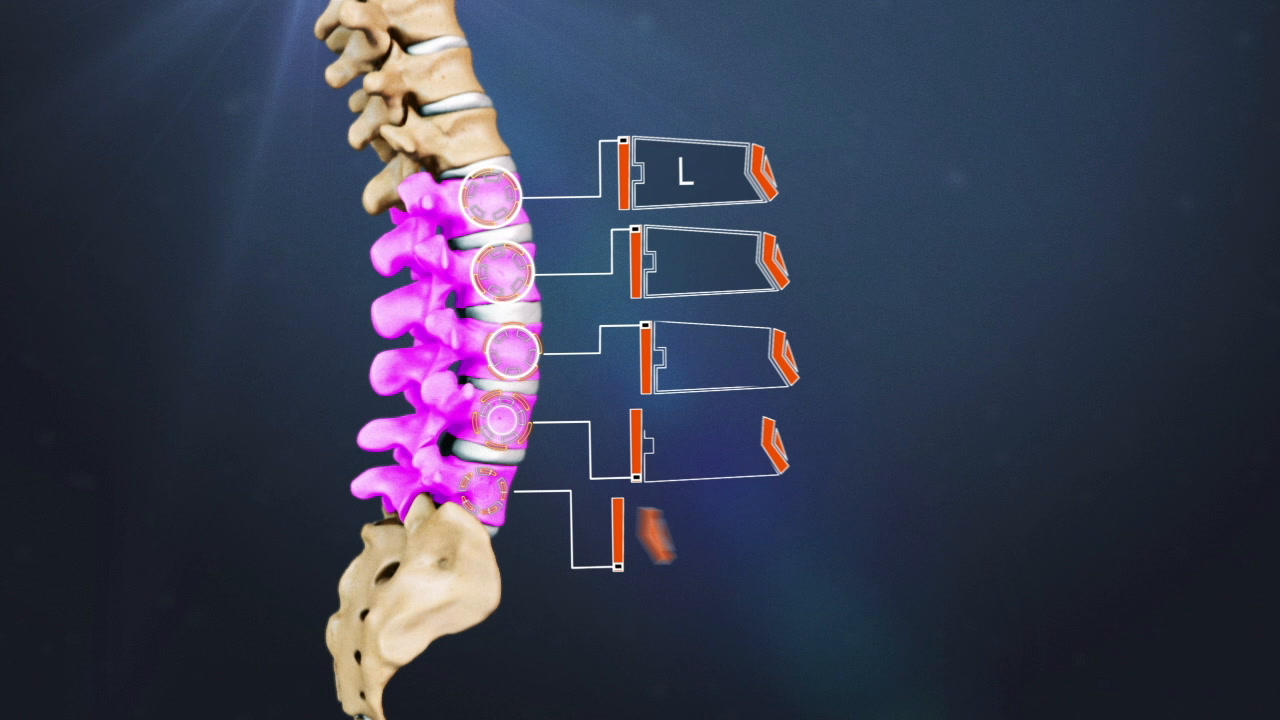 Lumbar Spine Anatomy and Pain