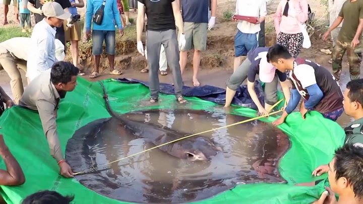 Monster stingray caught in Mekong River stuns scientists with incredible size