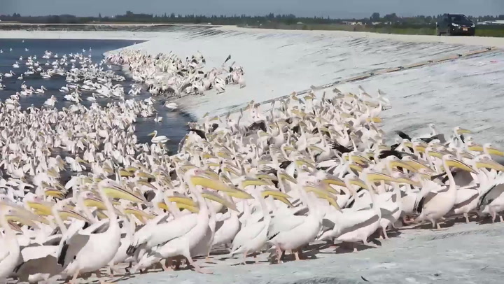 Drone footage shows 50,000 pelicans stop over in Israel during migration to Africa