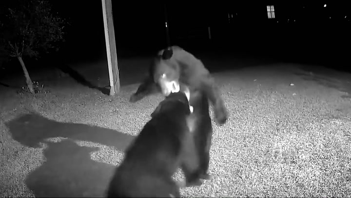 Bears caught wrestling outside Florida home in doorbell footage