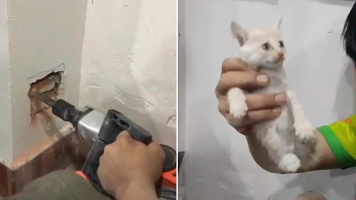 Rescuers drill hole in wall of house to save trapped kitten