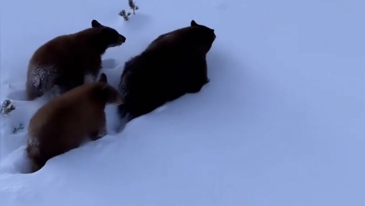 Adorable family of bears trot through snowy ski resort in California
