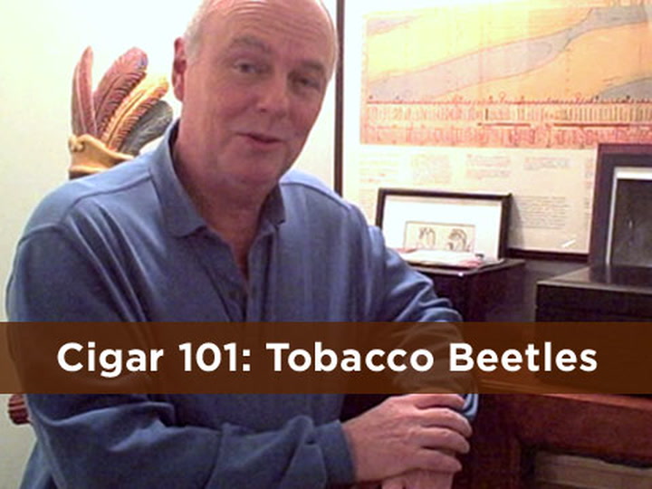 Cigar 101: Tobacco Beetles