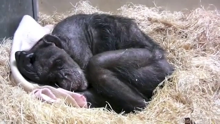 El conmovedor reencuentro de un chimpancé con su antiguo cuidador