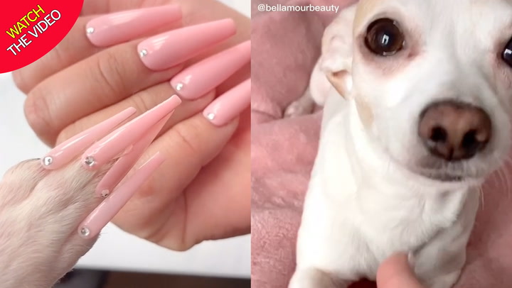 Woman loves to pamper her dog with fake nails - but some say it's 'animal  abuse' - Mirror Online