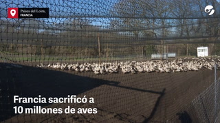 Video: Francia sacrificó a 10 millones de aves por gripe aviar