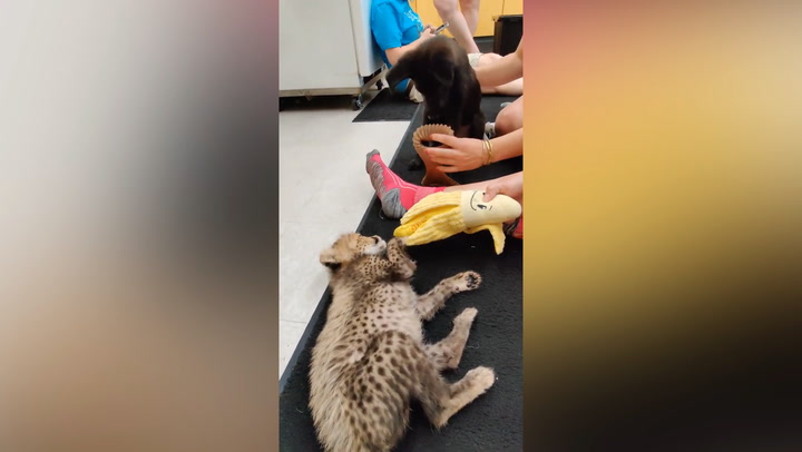Zoo gives cheetah cub a puppy to soothe anxiety