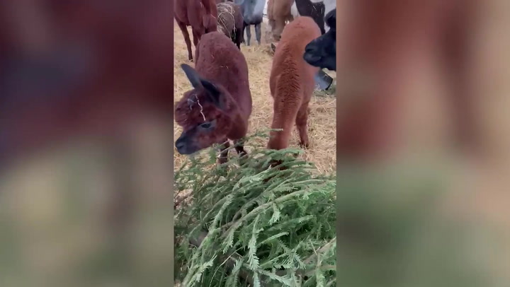 Farm owner feeds Christmas trees to alpacas in attempt to recycle them