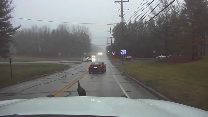 Police have amusing battle with escaped turkey in Ohio