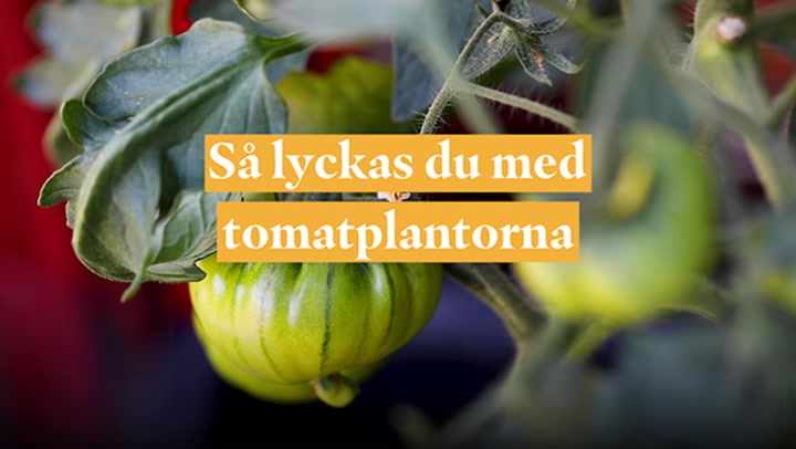 Så lyckas du med tomatplantorna