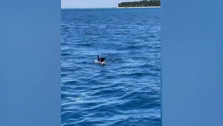 Moment man jumps into sea with 10 circling sharks to save injured bird ...