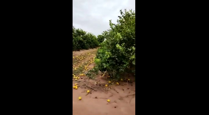 Edgardo Tanco tuvo que tirar la producción de 14 hectáreas de limones