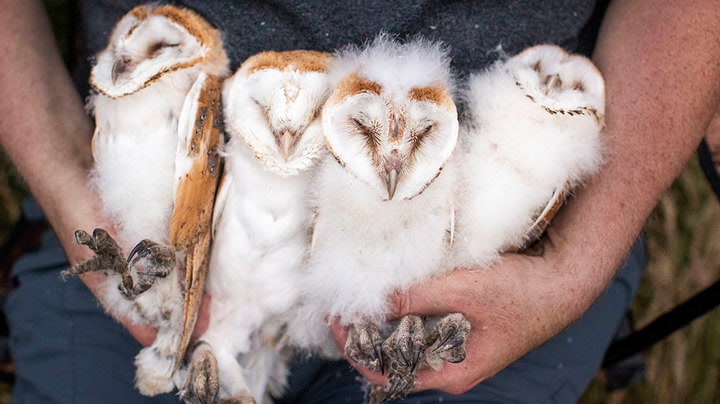 Conservationists celebrate as new brood of barn owl chicks are ringed