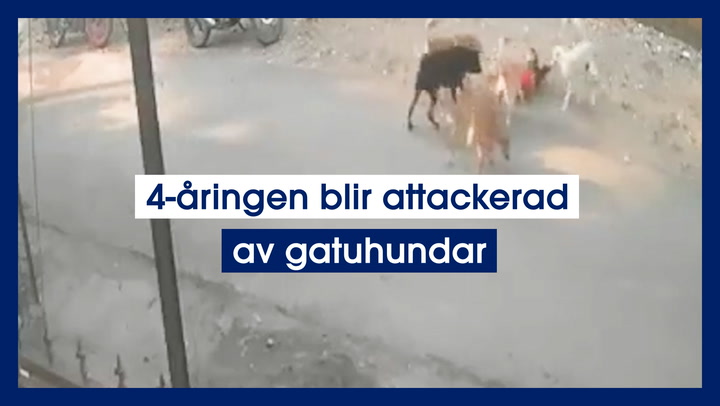 4-åringen blir attackerad av gatuhundar