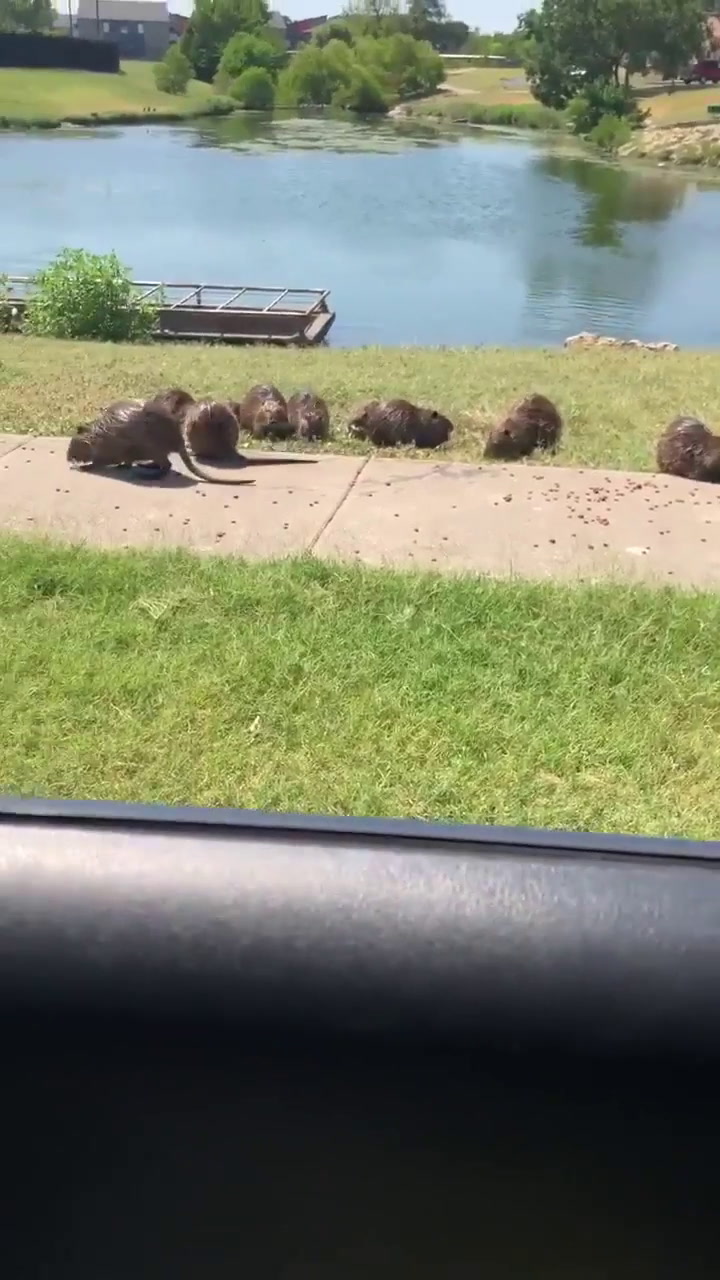 Invasión de ratas de pantano en un parque de Texas