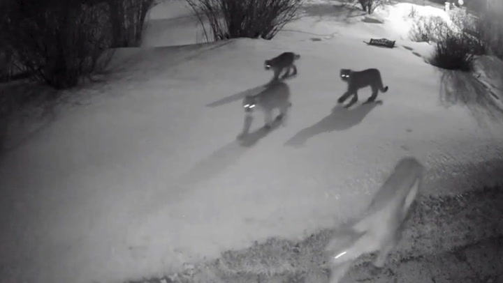 Five mountain lions spotted walking through Colorado neighbourhood at night