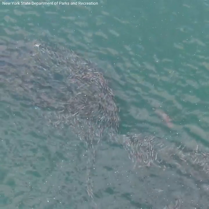 Un dron captó cómo un tiburón persigue a un banco de peces en Long Island