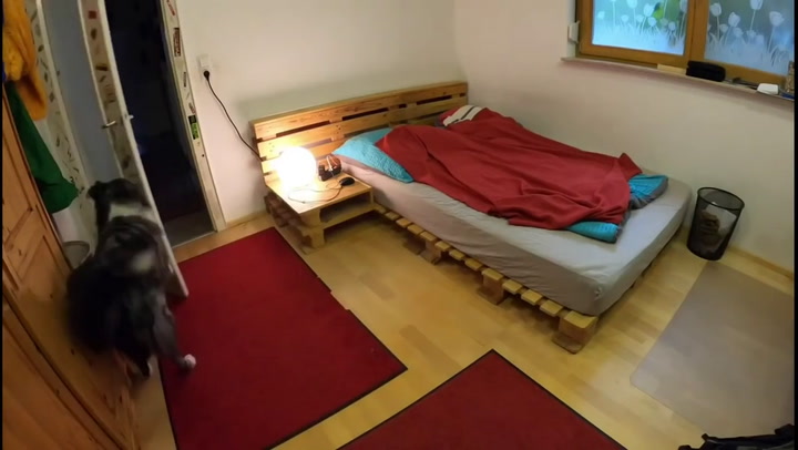 Un hombre dejó a su perro en una habitación y lo grabó para ver qué hacía solo - Fuente: Youtube