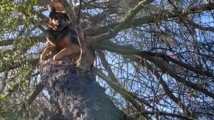 Missing German Shepherd Found Stuck In Tree 25-feet In The Air 1