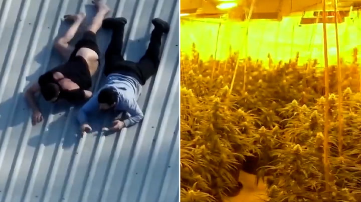 Suspects try to hide phones on roof as police uncover cannabis farm