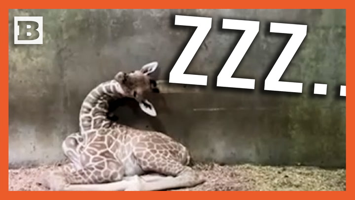 Sleepy Time! Baby Giraffe Struggles to Fight a Nap Attack