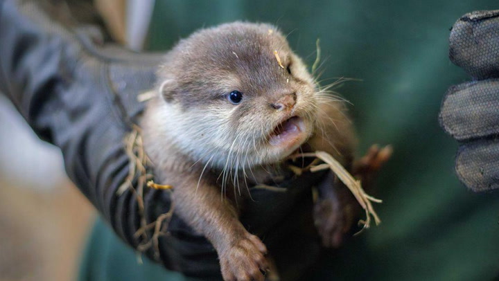 Vulnerable baby otter squeaks loudly as Woburn Safari Park announces birth