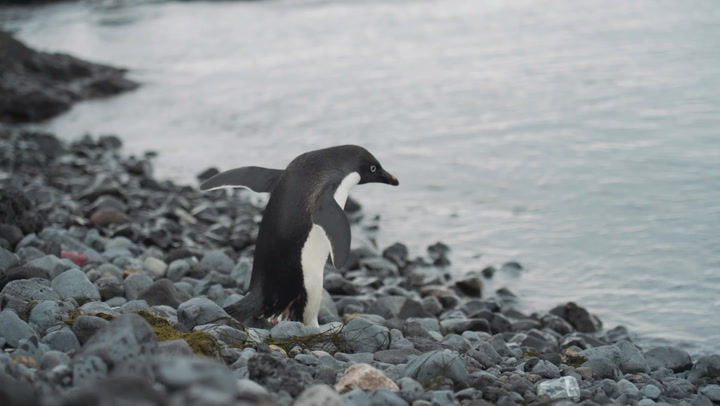 Scientists conduct ground-breaking research on remote penguin colonies in Antarctic