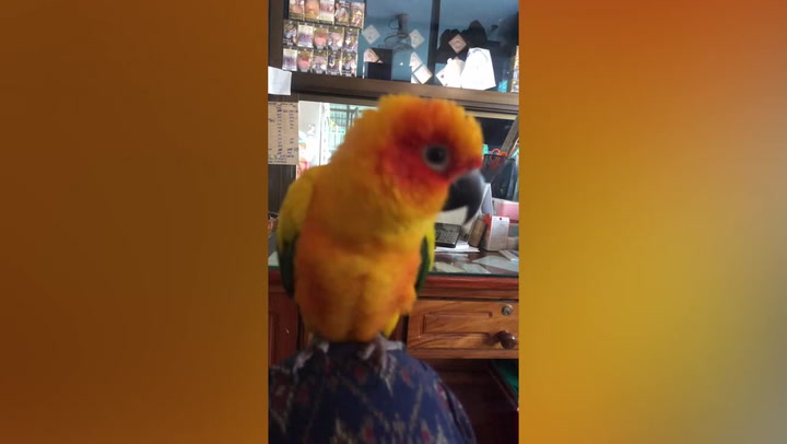 Pet parrot learns how to become a cashier in shop
