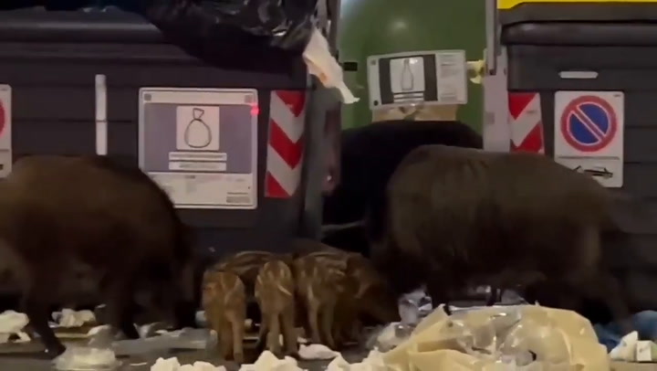 Los jabalíes abren los contenedores de basura en Roma