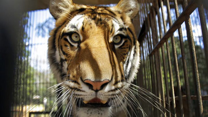Trasladan tigres de bengala que vivían en condiciones de hacinamiento
