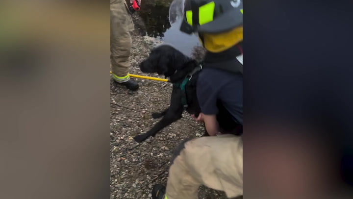 Moment 'drowning' Labrador rescued after falling into waste water pipe