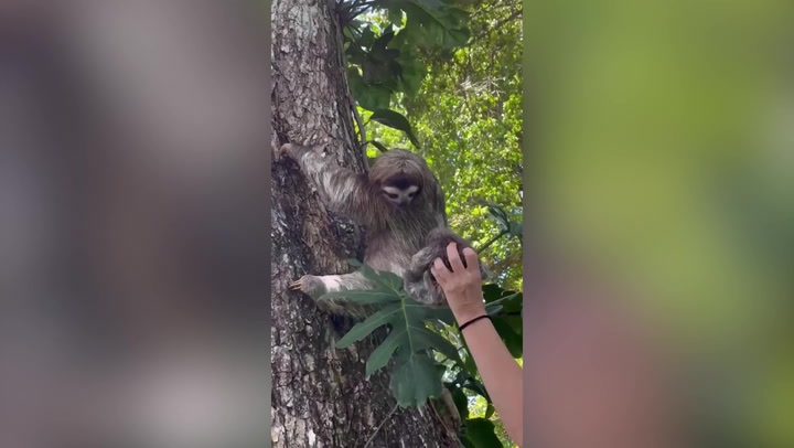 Crying baby sloth reunited with mother by rescue team in Costa Rica